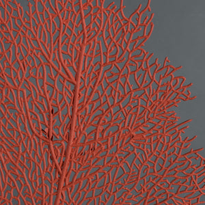 Coral "Muricella paraplectana"