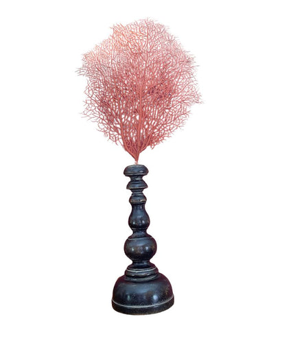 Coral 