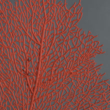 Coral "Muricella paraplectana"